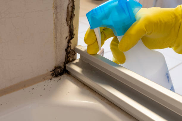 Professional Mold Remediation in Gordo, AL